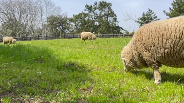 Les moutons mangent de l'herbe dans la ferme.