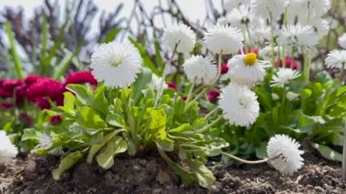 Baharda renkli Hasır Çiçekli Tarla, Ebedi Daisy, Paper Daisy