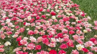 İlkbaharda renkli lalelerle tarla