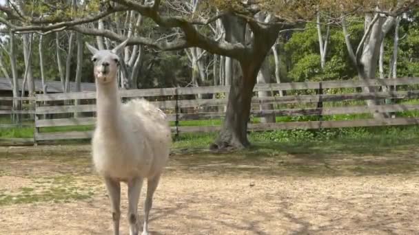 Alpaca Eating Grass Farm — Stock Video
