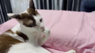 Kedi kanepede dinleniyor.