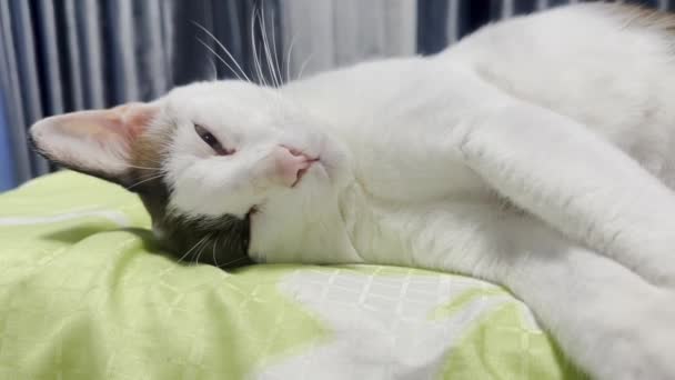 소파에서 휴식을 취하는 고양이 — 비디오