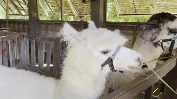 Alpaca Comiendo Hierba Una Granja — Vídeos de Stock
