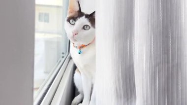 Kedi masada dinleniyor.
