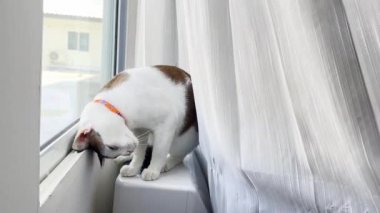 Kedi masada dinleniyor.