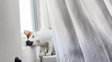 Kedi masada dinleniyor.