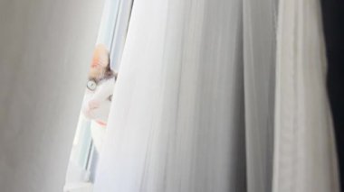 Kedi masada dinleniyor.