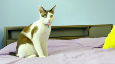 Kedi yatakta dinleniyor.