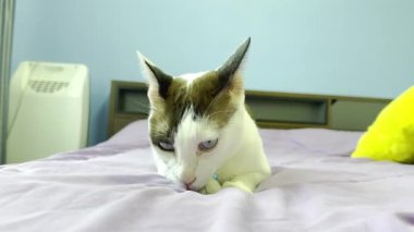 Kedi yatakta dinleniyor.