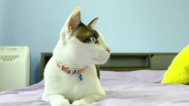 Kedi yatakta dinleniyor.
