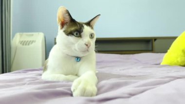 Kedi yatakta dinleniyor.