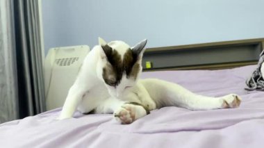 Kedi yatakta dinleniyor.