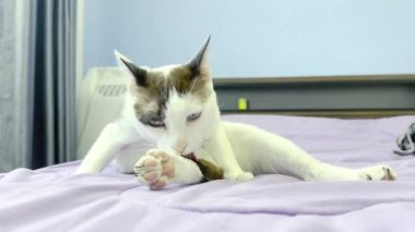 Kedi yatakta dinleniyor.