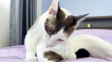 Kedi yatakta dinleniyor.