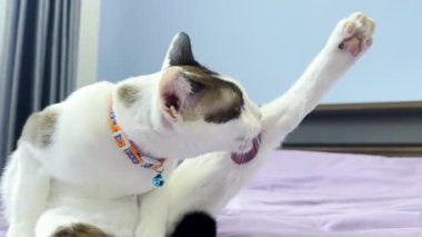 Kedi yatakta dinleniyor.