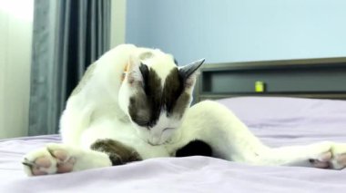 Kedi yatakta dinleniyor.