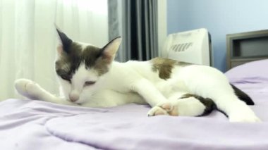 Kedi yatakta dinleniyor.