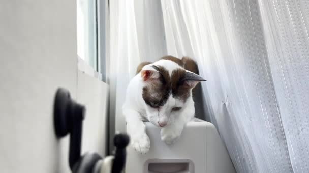 Kot Relaksujący Podłodze — Wideo stockowe