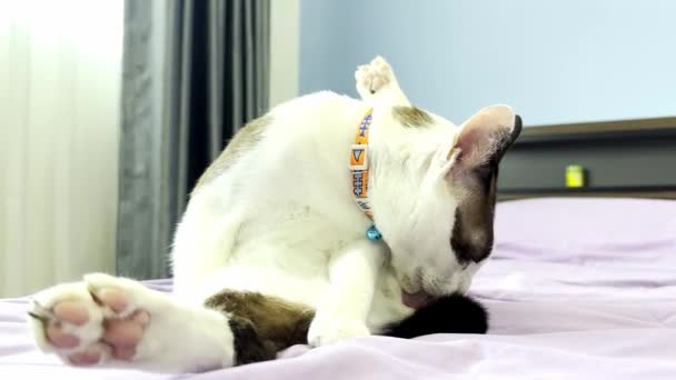 Cat Relaxing Bed — Stock Video