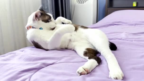 Γάτα Χαλαρώνοντας Στο Κρεβάτι — Αρχείο Βίντεο