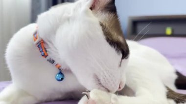 Kedi yatakta dinleniyor.