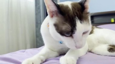 Kedi yatakta dinleniyor.