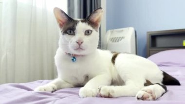 Kedi yatakta dinleniyor.