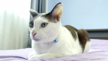 Kedi yatakta dinleniyor.