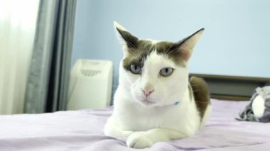 Kedi yatakta dinleniyor.