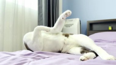 Kedi yatakta dinleniyor.