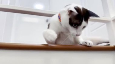 Yerdeki rahatlatıcı kedi
