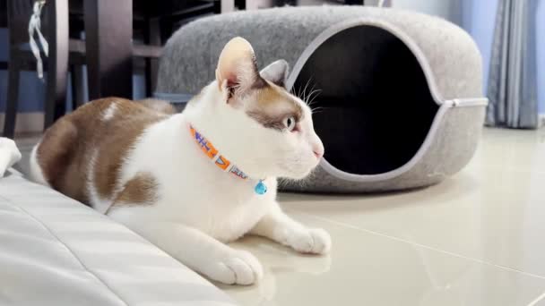 Kot Relaksujący Podłodze — Wideo stockowe