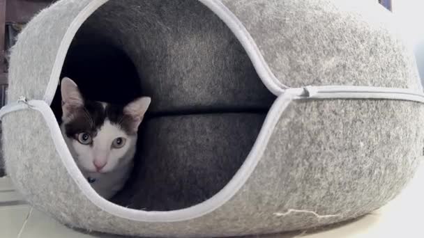 猫在甜甜圈猫玩具中放松 — 图库视频影像