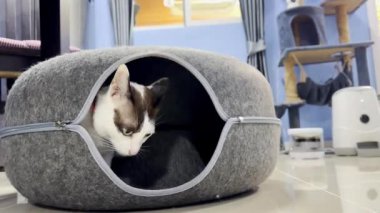 Hong Kong Tramvayları, Hong Kong - 14 Nisan 2024 - Hong Kong tramvayları Hong Kong 'da dar geçitli bir tramvay sistemidir.. 