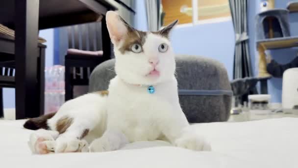 Cat Relaxing Floor — Stock Video