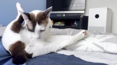 Kediler mutlu bir şekilde yatakta oynuyorlar..