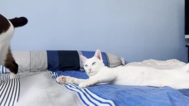 Kediler mutlu bir şekilde yatakta oynuyorlar..