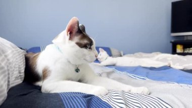 Kediler mutlu bir şekilde yatakta oynuyorlar..