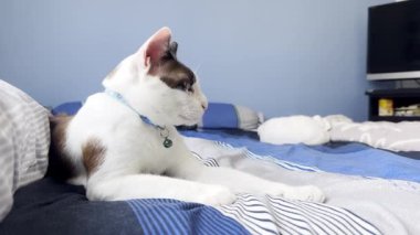 Kediler mutlu bir şekilde yatakta oynuyorlar..