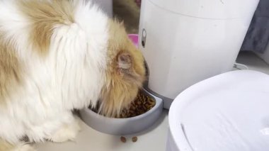 Otomatik bir besleyicide kedi yiyor.