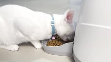 Otomatik bir besleyicide kedi yiyor.