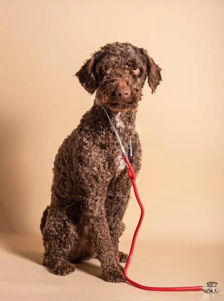cute spanish water dog at the veterinary clinic. Holding a stethoscope. veterinary concept