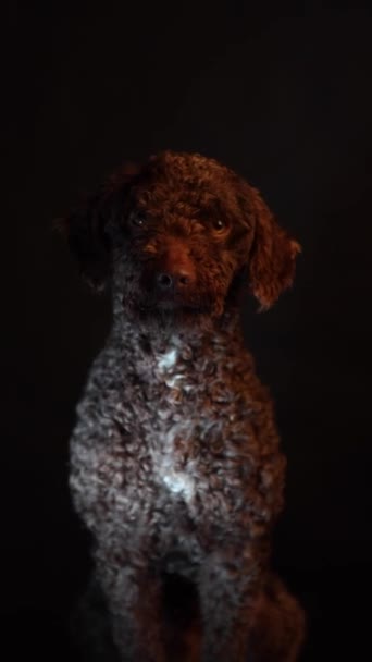 Ισπανικό Σκυλί Νερού Πορτρέτο Σκύλου Μαύρο Φόντο Κοιτάζοντας Την Κάμερα — Αρχείο Βίντεο