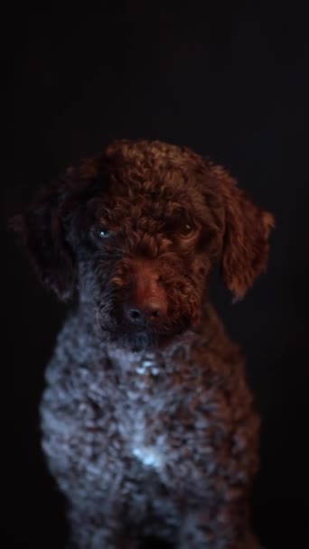 Ανδαλουσιανός Τούρκος Πορτρέτο Σκύλου Μαύρο Φόντο Κοιτάζοντας Την Κάμερα Κάθετη — Αρχείο Βίντεο