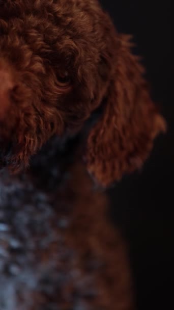 Κοντινό Πλάνο Του Αστείο Σκυλί Νερό Ένα Μαύρο Φόντο Κοιτάζοντας — Αρχείο Βίντεο