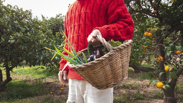 Chłop Wiklinowym Koszem Świeżo Zebranymi Warzywami — Zdjęcie stockowe