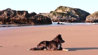 Güzel bir köpek sahilde gözcülük yapıyor, soylu bir çoban köpeği portresi.