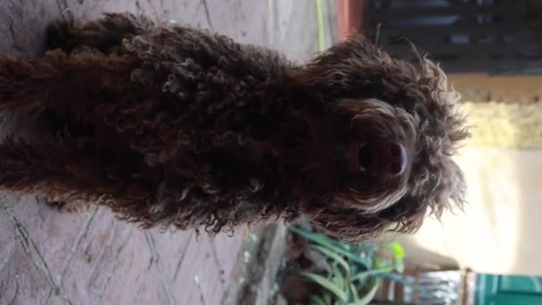 Cão Água Espanhol Latindo Perto Cão Obediente Sentado Jardim Olhando — Vídeo de Stock