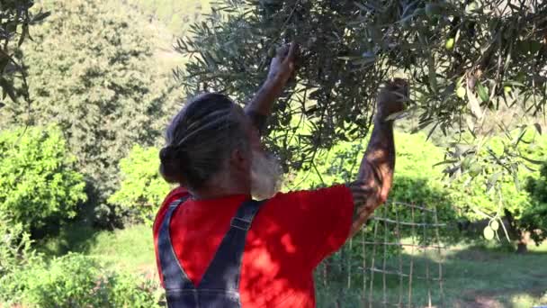 Agricultor Recogiendo Producción Aceitunas Mano Olivos Cultivados Para Aceite Oliva — Vídeos de Stock