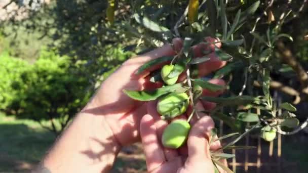 Hände Eines Bauern Der Die Qualität Der Oliven Überprüft Oliven — Stockvideo